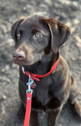 Heidlband — Halsband & Leinen Manufaktur