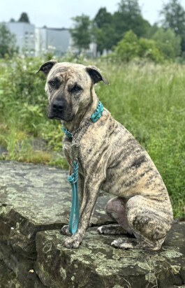 Heidlband — Halsband & Leinen Manufaktur