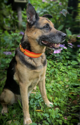 Heidlband — Halsband & Leinen Manufaktur