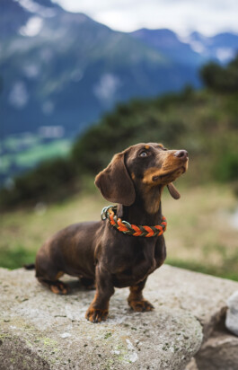 Heidlband — Halsband & Leinen Manufaktur