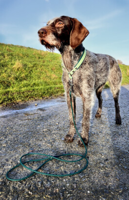 Heidlband — Halsband & Leinen Manufaktur