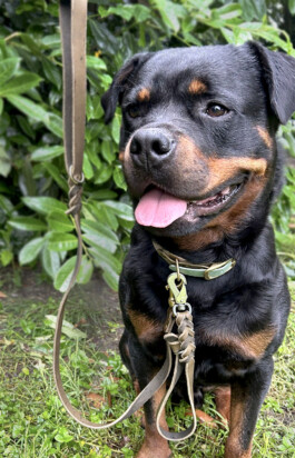 Heidlband — Halsband & Leinen Manufaktur