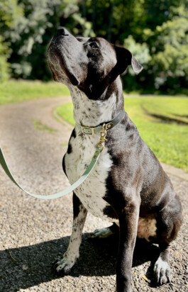 Heidlband — Halsband & Leinen Manufaktur