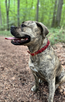 Heidlband — Halsband & Leinen Manufaktur