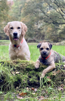 Heidlband — Halsband & Leinen Manufaktur