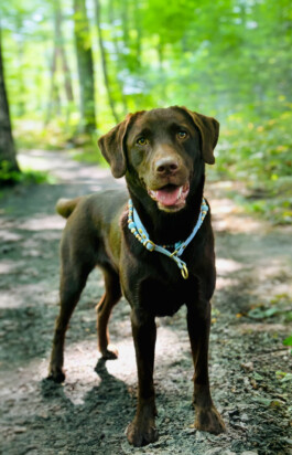 Heidlband — Halsband & Leinen Manufaktur