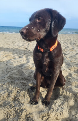 Heidlband — Halsband & Leinen Manufaktur