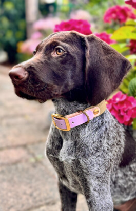 Heidlband — Halsband & Leinen Manufaktur